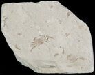 Fossil Pea Crab (Pinnixa) From California - Miocene #47035-1
